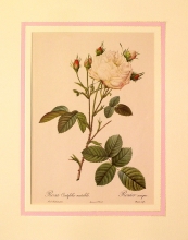 Rose mode 07